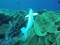 This Wiggly Robotic Fish — самый продвинутый подводный робот
