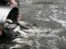 Подводные охотники зарыбляют водоёмы